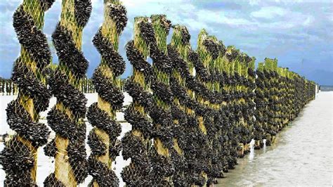 mussel farming methods